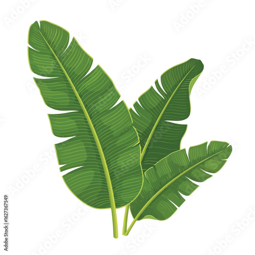 Vector art of vector illustration of vibrant green banana leaves creating a lush tropical foliage design element for backgrounds and botanical themes
