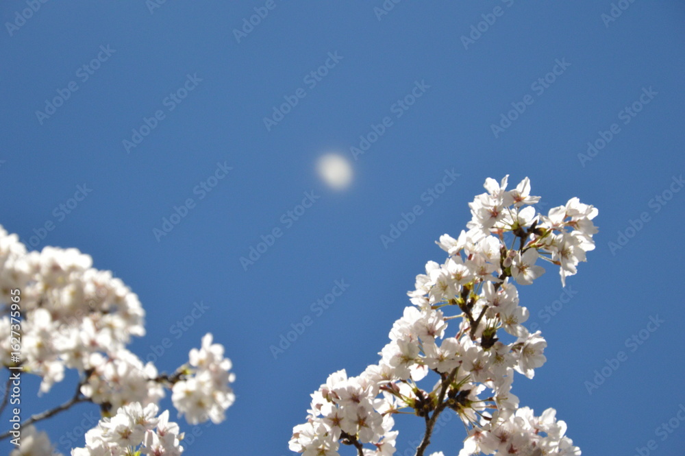 桜 桜