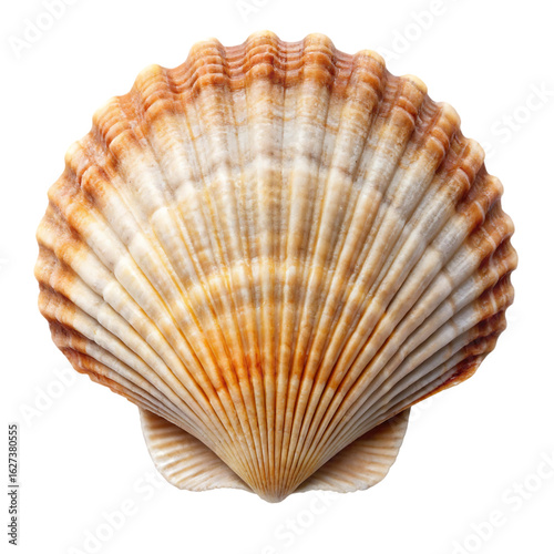 A single scallop seashell isolated on a transparent background