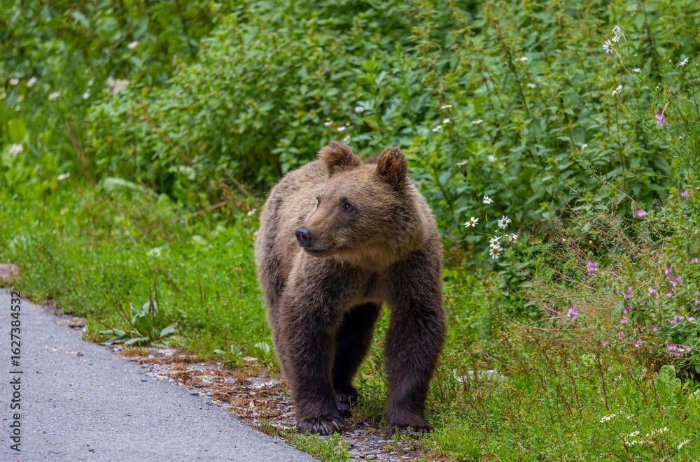 Fototapeta premium A young brown bear standing by the side of the road