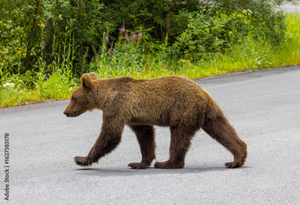 Fototapeta premium A brown bear walking on the road