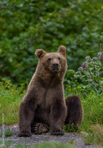Wallpaper Mural A bear standing on the bottom Torontodigital.ca