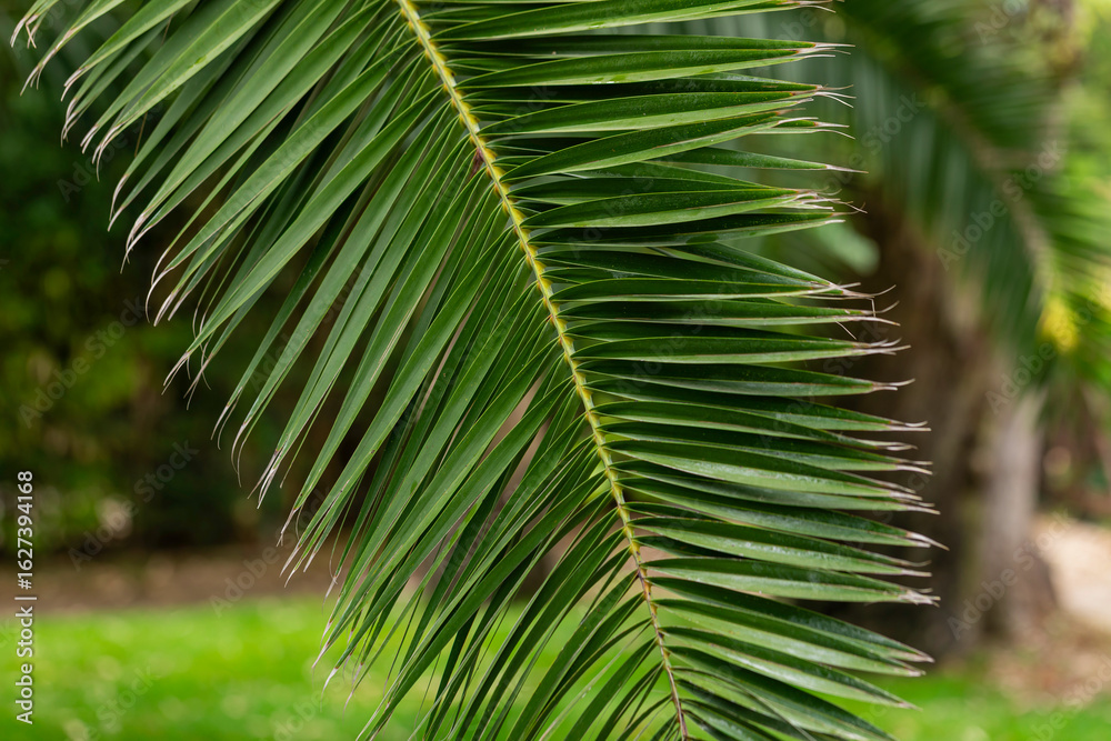Fototapeta premium Close-up of a vibrant green palm leaf with detailed texture and sharp lines, captured in natural daylight. Perfect tropical nature background or botanical pattern for summer, relaxation, or vacation 