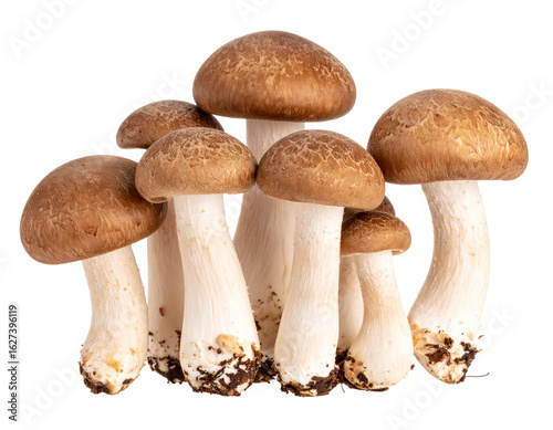 Fresh Shiitake Mushrooms Isolated on White Background