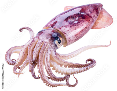 Isolated Squid on White Background