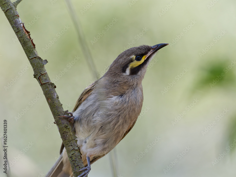 Fototapeta premium Yellow-faced Honeyeater (Caligavis chrysops) close up perched on a branch with green bokeh background