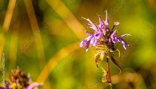 Close-up of a purple flower in a blurred natural setting