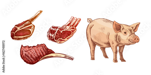 Hand drawn vintage sketch of pig and pork meat cuts in engraving style, colored vector illustration on white