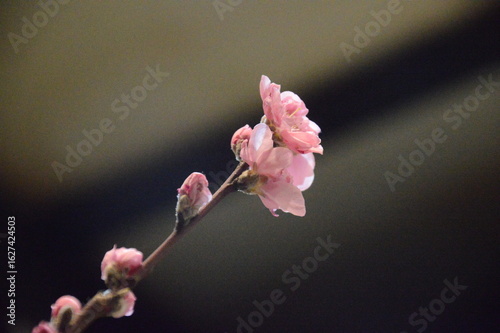 桜のつぼみ