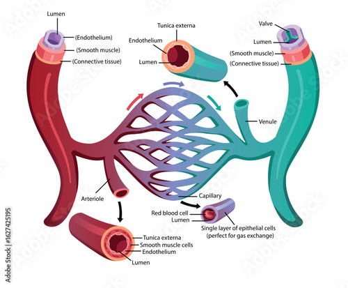Anatomical Illustration of Human Blood Vessel
