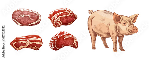 Hand drawn vintage sketch of pork cuts and farm pig in engraved style, colored vector illustration