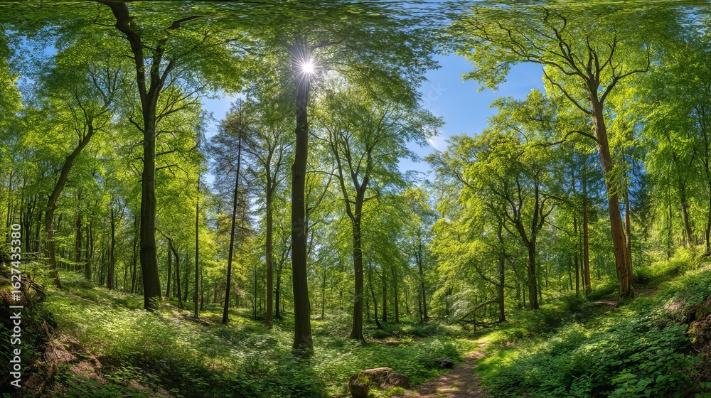 Fototapeta premium Panoramic view of lush green deciduous forest with bright sunlight and blue sky in a vibrant summer landscape