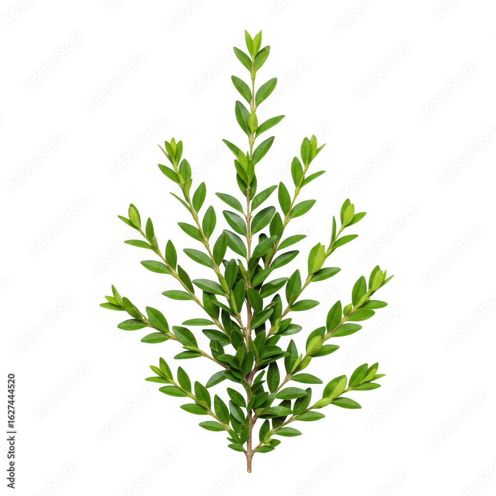 Fototapeta premium A green boxwood branch isolated on transparent background