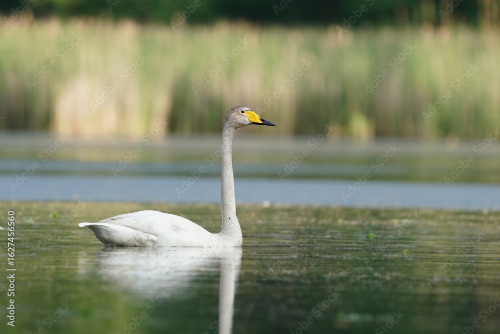 Obraz premium Beautiful Whooper swan swimming in the water. Wildlife scene from nature. Cygnus cygnus