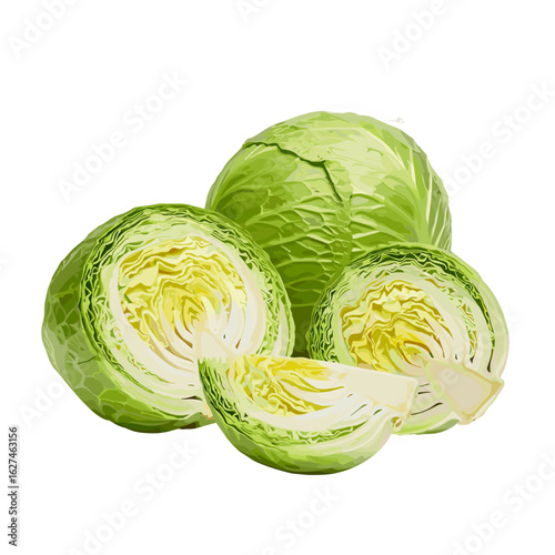 Fresh green cabbages whole, halved, and quartered are arranged in a vibrant and healthy still life composition for culinary use