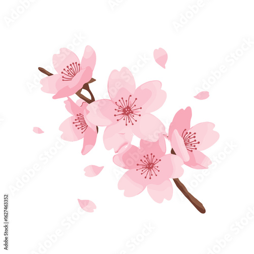 Charming cherry blossoms in full bloom, delicately rendered with soft pink petals and a graceful branch on a clean white backdrop
