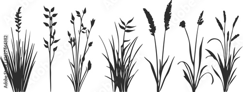 Collection of diverse silhouette wild grasses and plants in a row against a white background