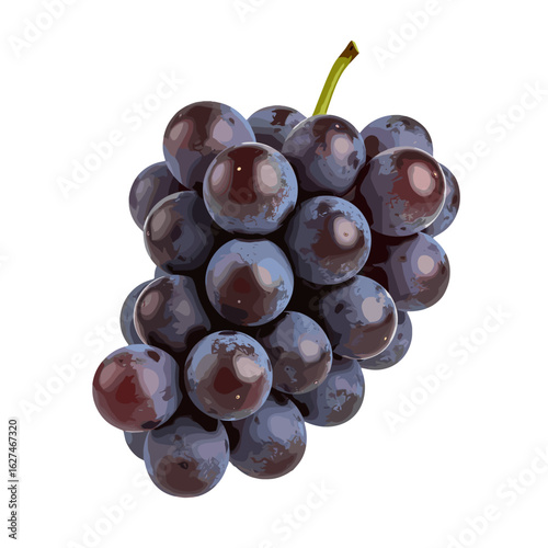 Luscious bunch of fresh black grapes with a green stem, showcasing their plump and juicy texture in a detailed vector illustration, ideal for healthy eating concepts