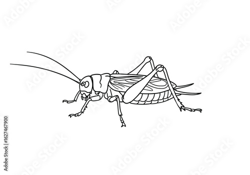 Cricket bug drawing. It is a black and white outline image of a cricket, an insect or bug known for its chirping sound and jumping ability. Vector sketch line art draw.