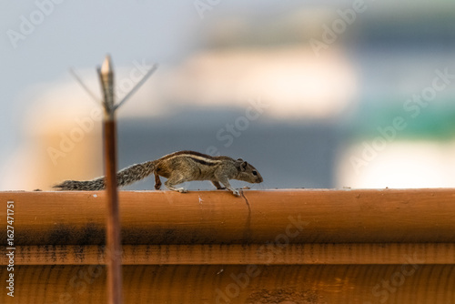 Photography A cute Squirrel walking on the high raise building, Picture clicked at Chennai c