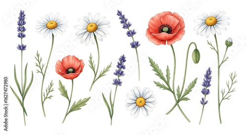 Isolated beautiful red poppy flower blossoms on a transparent background in a summer garden field