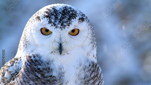 Close-up Portrait of a Majestic Snowy Owl with Intense Yellow Eyes in Winter