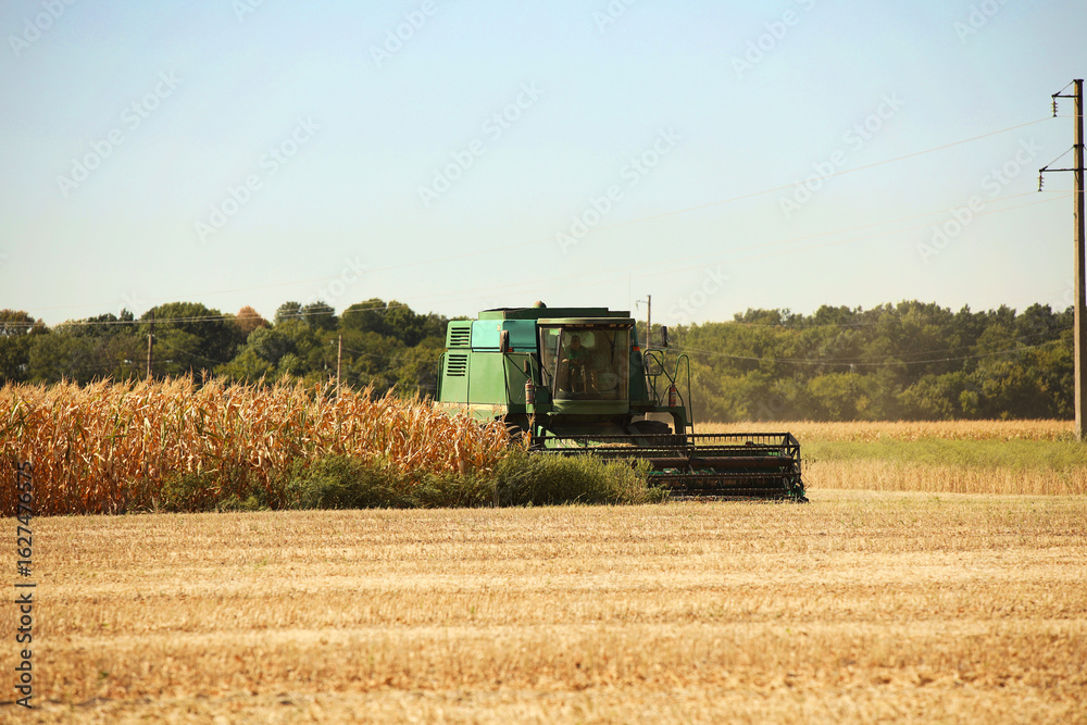 Fototapeta premium Harvesting corn and wheat. Harvesters and machines are harvesting grain from the field. Autumn field work on the farm. Procurement of raw materials for the production of flour and bread