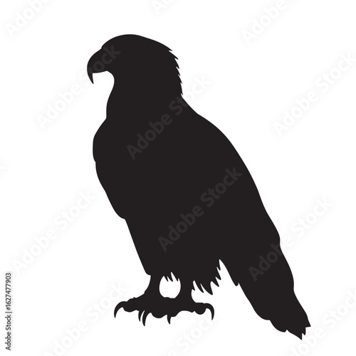 A black eagle with spread wings fiercely descends down and looks forward on transparent background