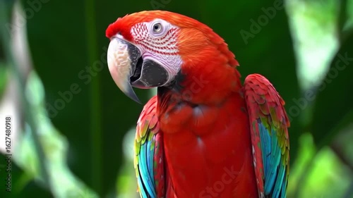 Beautiful Scarlet Macaw Portrait with Vibrant Plumage, Tropical Bird