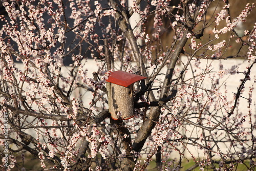 Birdhouse on a flowering apricot. A house for birds arriving in the spring from the warm edges. Caring for feathered friends and nature. Woodwork for wild birds. Helping a person in need. Spring
