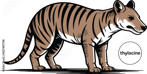 Illustration of a thylacine, also known as the Tasmanian tiger, showcasing its distinctive stripes and unique features, perfect for educational materials and wildlife projects.