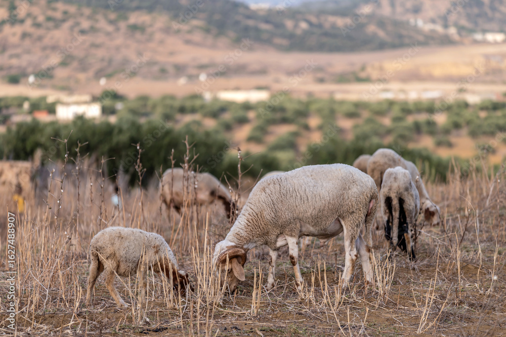 Fototapeta premium Troupeau de moutons en train de paitre 