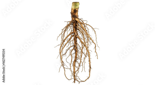 Plant Roots System Closeup