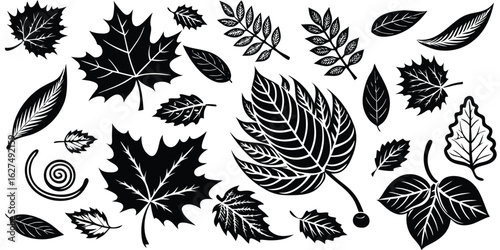 Collection of diverse hand drawn black and white autumn leaves and natural elements