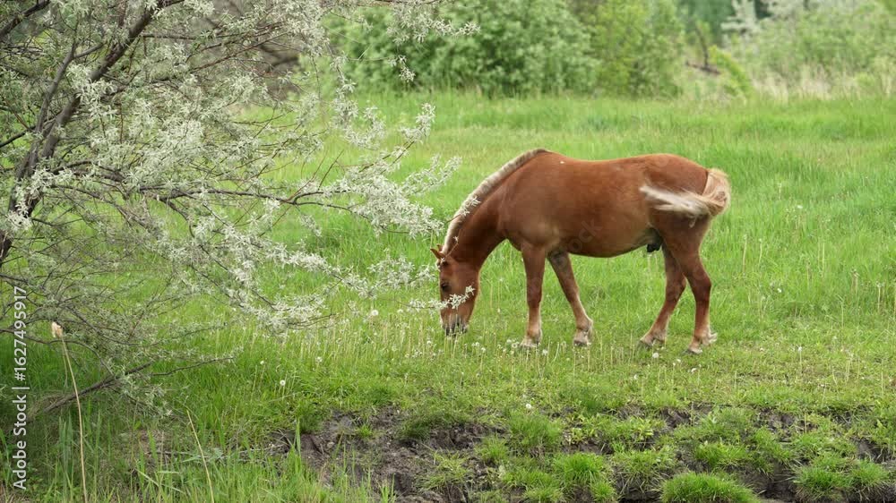 Serene brown horse grazing peacefully amid lush green meadow grass, standing near blooming tree, embodying tranquil natural landscape during warm season Serene brown horse grazing peacefully amid lush green meadow grass, standing near blooming tree, embodying tranquil natural landscape during warm season