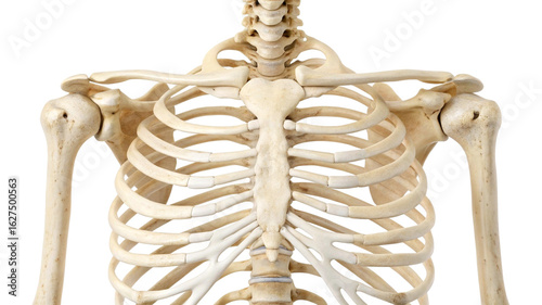 Human rib cage and shoulder bones close up human skeleton