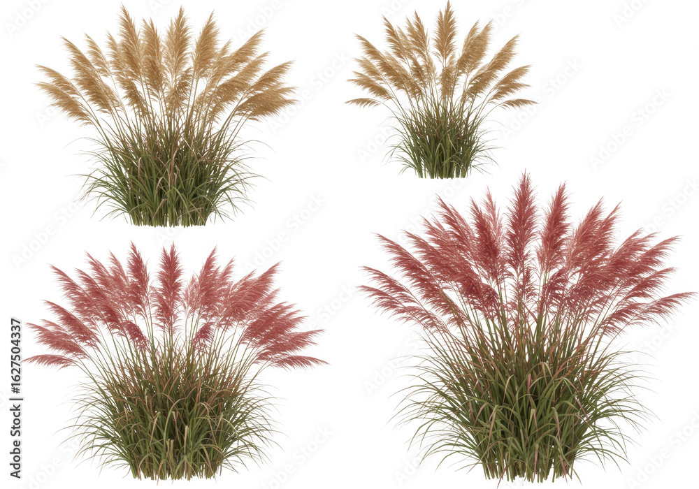 Obraz premium Four pampas grass plants isolated on transparent background