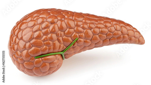 Realistic Human Pancreas Anatomy Model human anatomy