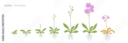 Growth stages of orchids from seeds to blossoms