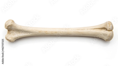 Single animal bone isolated on white background skeleton 1