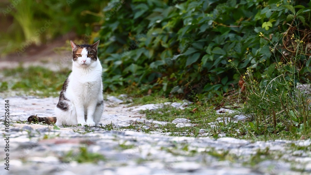 Fototapeta premium Cat Sitting on Stone Path near Green Foliage