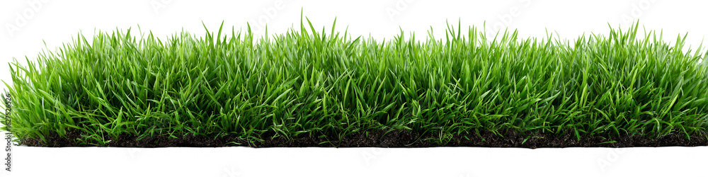 Fototapeta premium Lush green grass