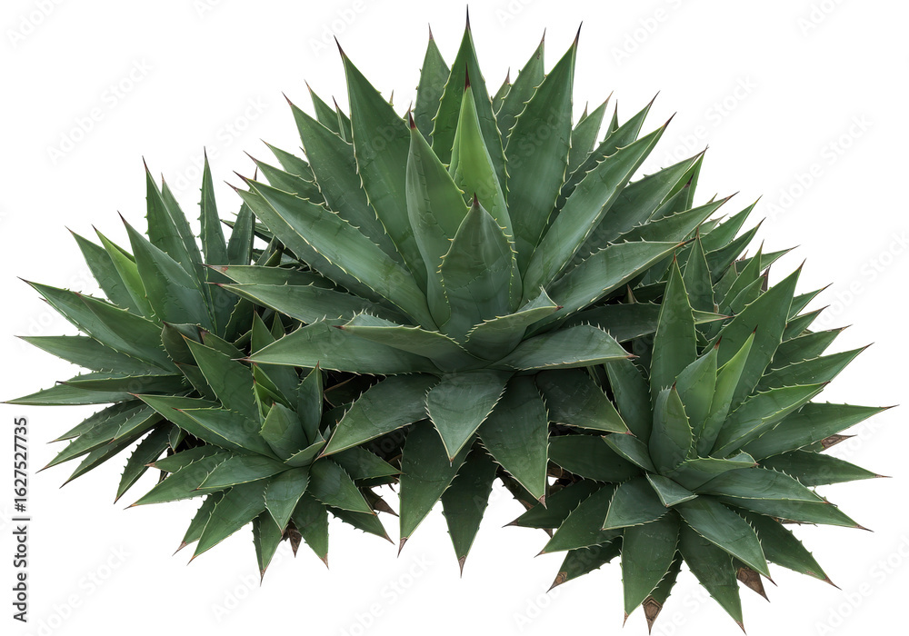 Lush Green Agave Plants Clustered Together in a Natural Setting with Clear Background Lush Green Agave Plants Clustered Together in a Natural Setting with Clear Background