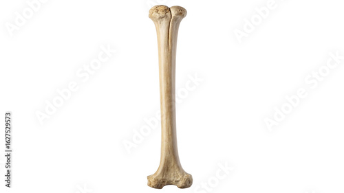Human femur bone isolated on white background human bone