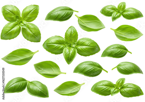 Fresh basil leaves arranged artistically on a white background for culinary use