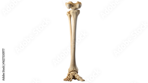 Human tibia fibula and foot bones isolated human leg bones
