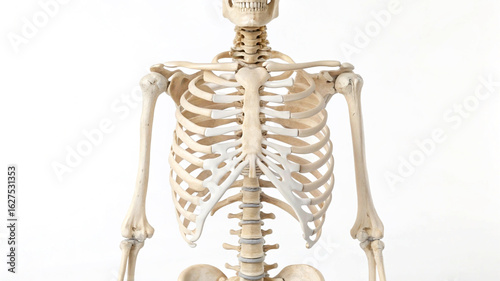 Human torso skeleton front view isolated on white human skeleton