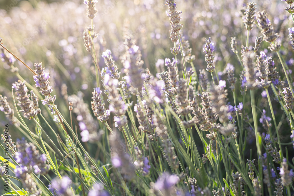 Obraz premium Lavender field in golden sunlight with soft focus on blooming purple flowers in summer