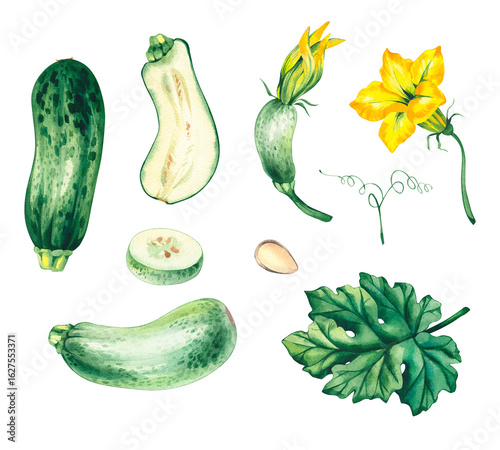 Watercolor set with zucchini flower leaf seeds. Perfect for DIY projects, cards, invitations, posters, scrapbooking, branding and packaging, farmers market labels, menus and seasonal produce projects