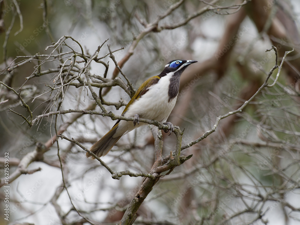 Blue-faced Honeyeater (Entomyzon cyanotis) perched in a tree with overcast sky background Blue-faced Honeyeater (Entomyzon cyanotis) perched in a tree with overcast sky background